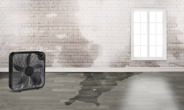 Best Water damage restoration experts  in Westport Village, CT